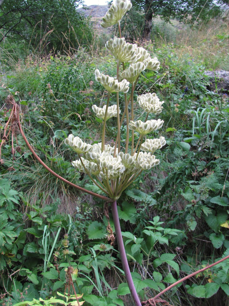 Image of Angelica purpurascens specimen.