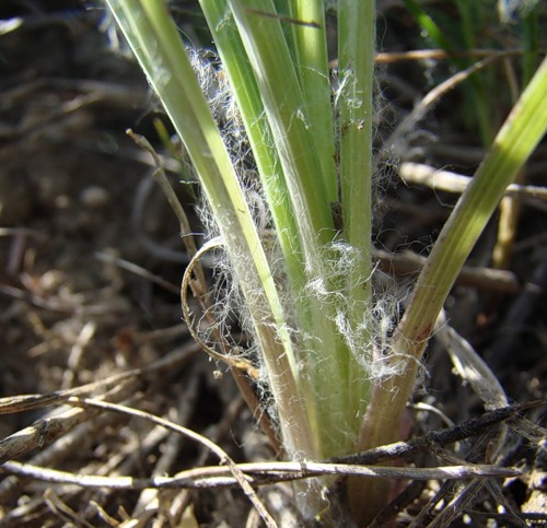 Image of Tragopogon dubius specimen.