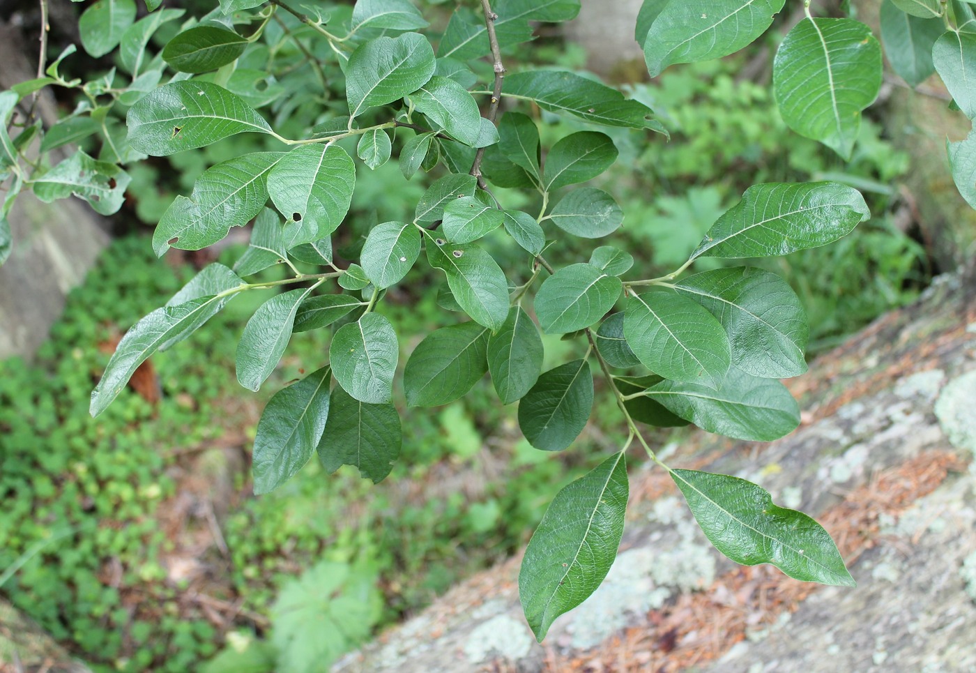 Изображение особи Salix caprea.