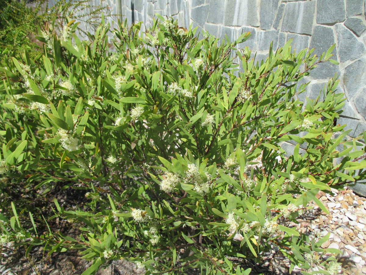 Image of Hakea salicifolia specimen.