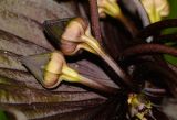 Tacca chantrieri