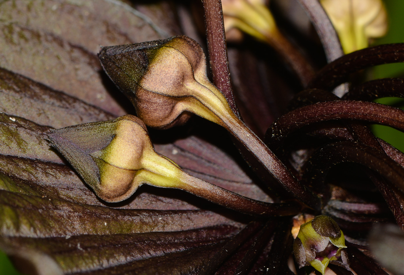 Image of Tacca chantrieri specimen.