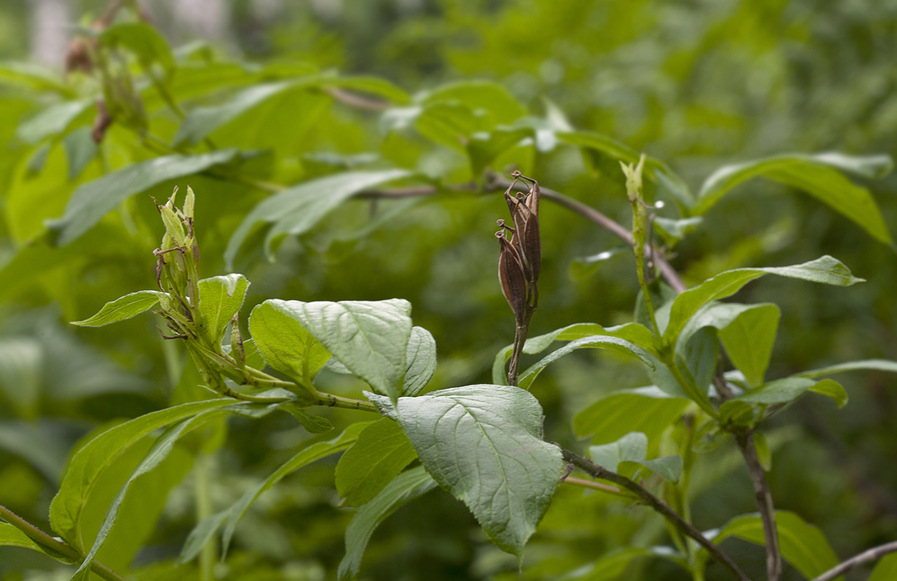 Изображение особи Weigela middendorffiana.