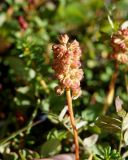 Tofieldia coccinea. Соплодие. Камчатский край, между ст. \"Подкова\" и Ключевской группой вулканов, горная тундра. 24.08.2016.