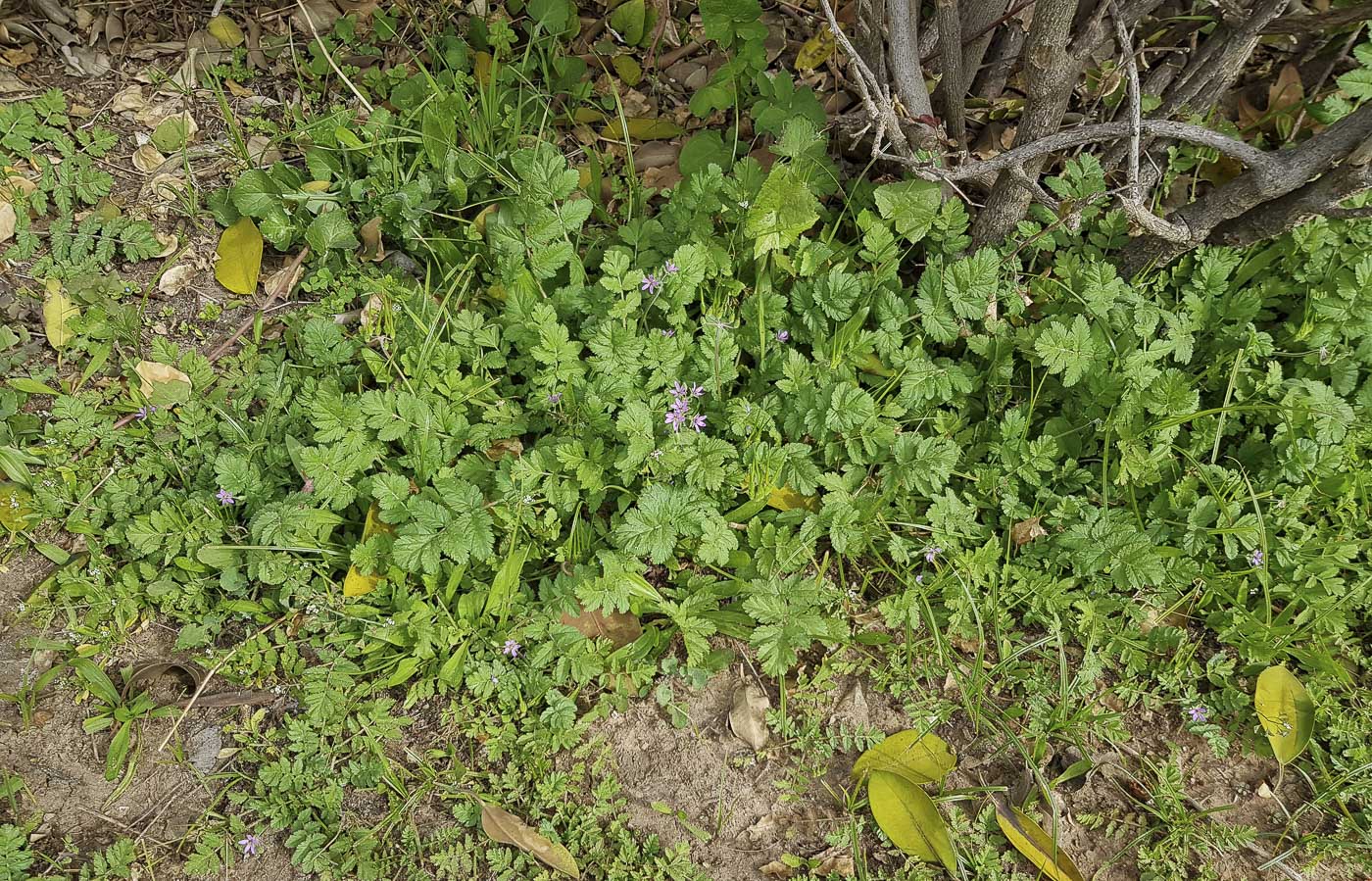 Image of Erodium moschatum specimen.