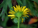 Doronicum macrophyllum. Соцветие (вид со стороны обертки). Абхазия, Рицинский реликтовый национальный парк, гора Ацытаку, ≈ 2300 м н.у.м., субальпийский луг, у камней. 11.07.2017.