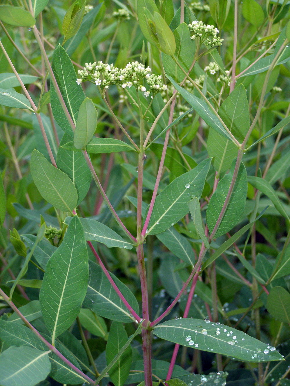 Image of Apocynum cannabinum specimen.