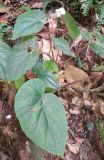 Begonia cathcartii