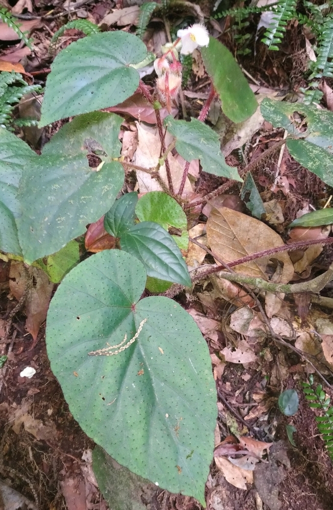 Image of Begonia cathcartii specimen.