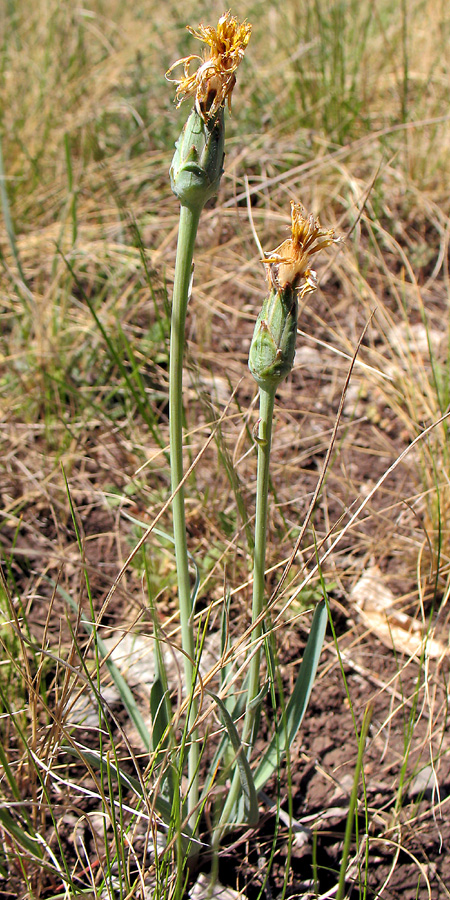 Image of Scorzonera austriaca specimen.