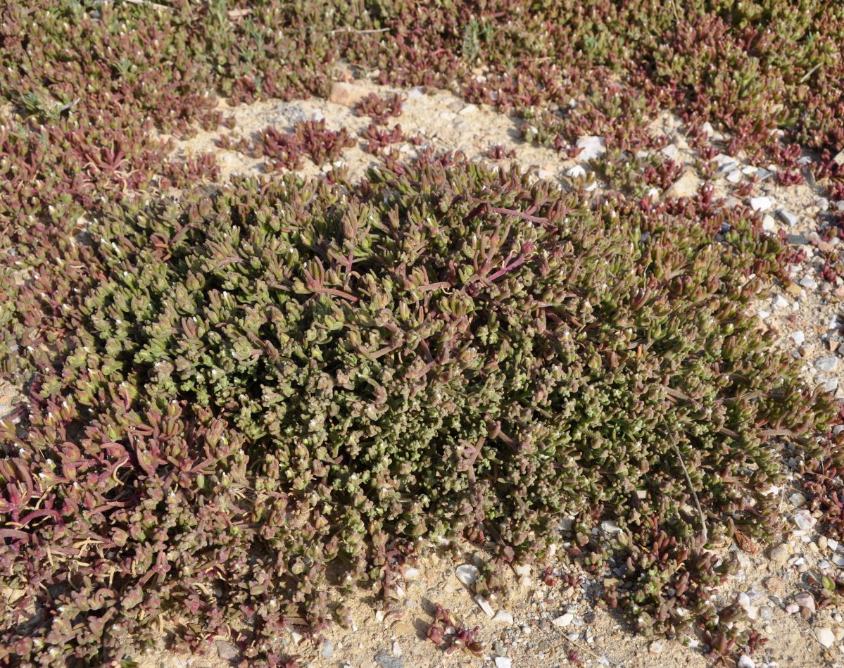 Image of Mesembryanthemum nodiflorum specimen.