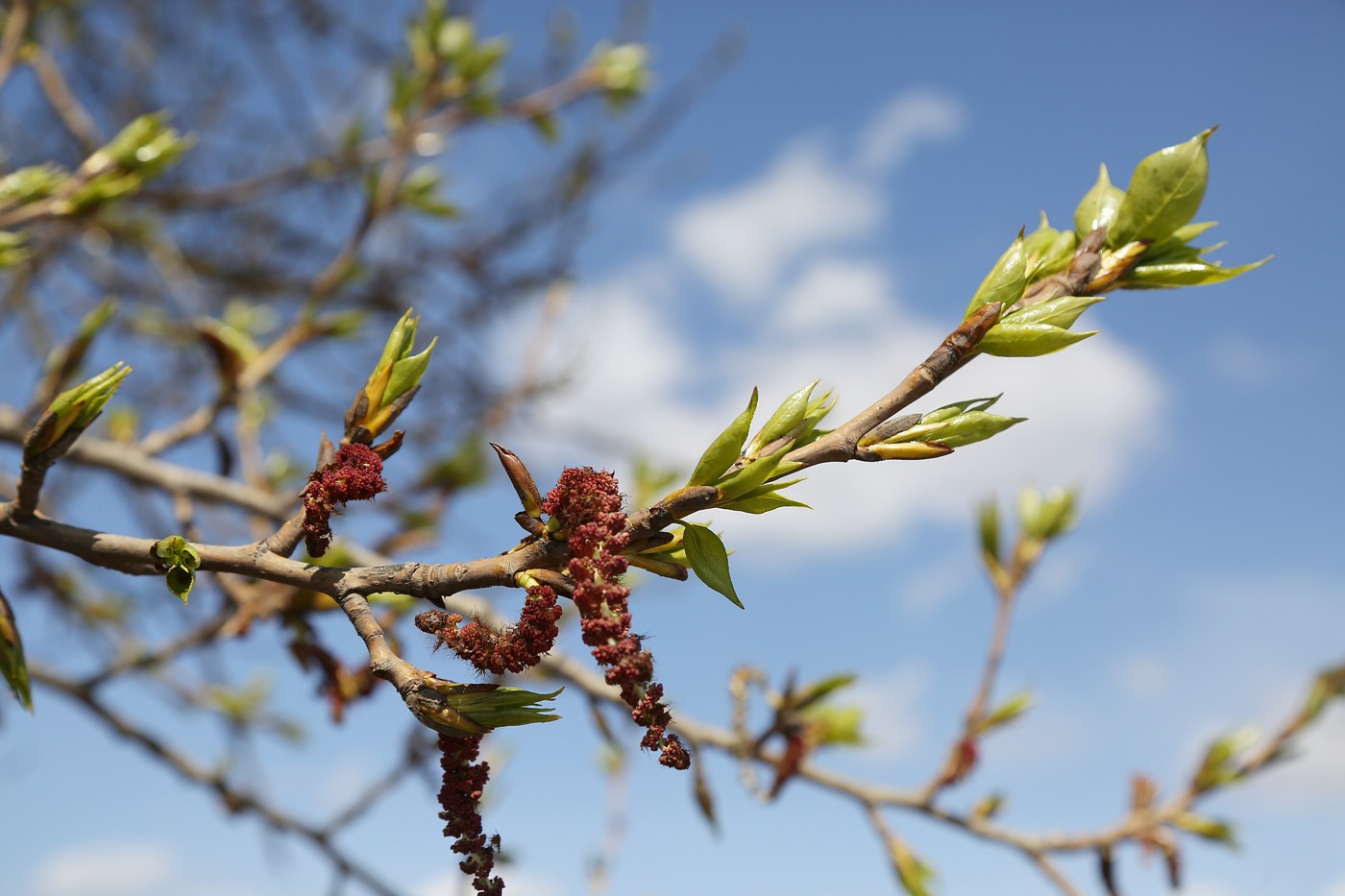 Image of Populus balsamifera specimen.