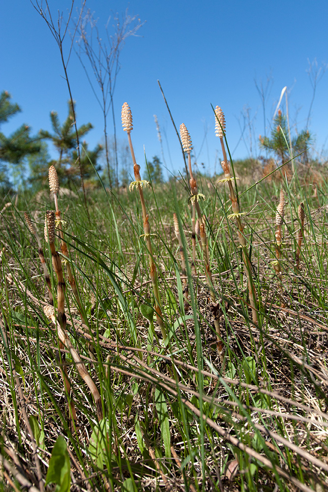 Image of Equisetum sylvaticum specimen.