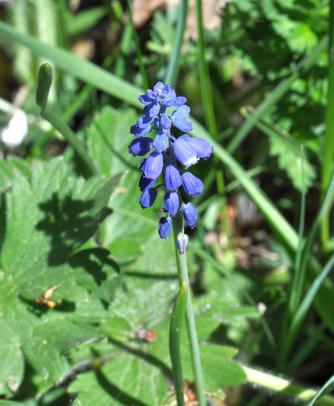 Image of genus Muscari specimen.