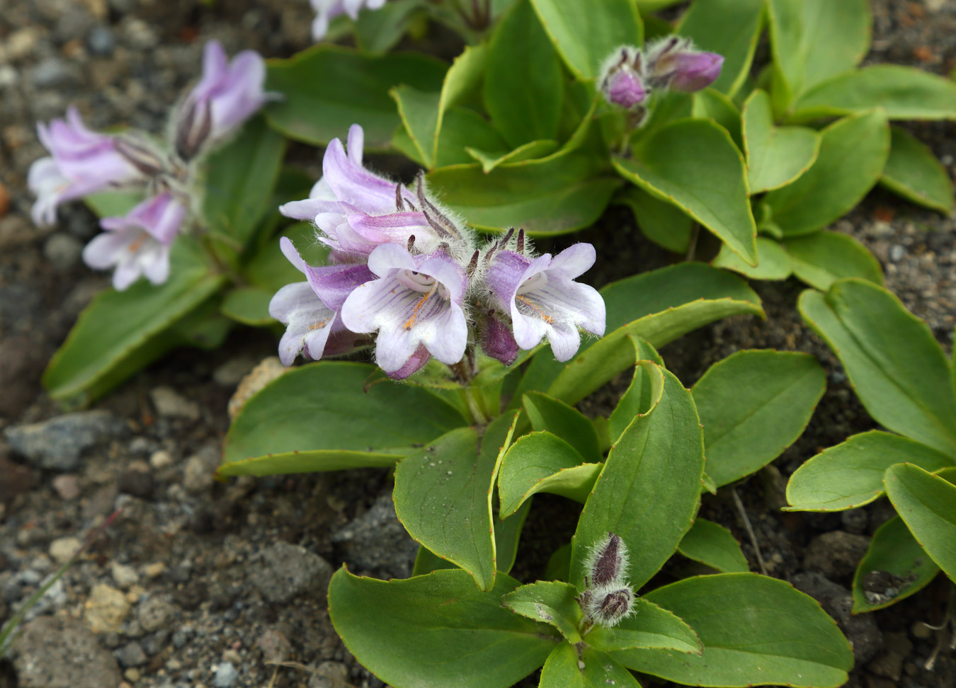 Image of Pennellianthus frutescens specimen.