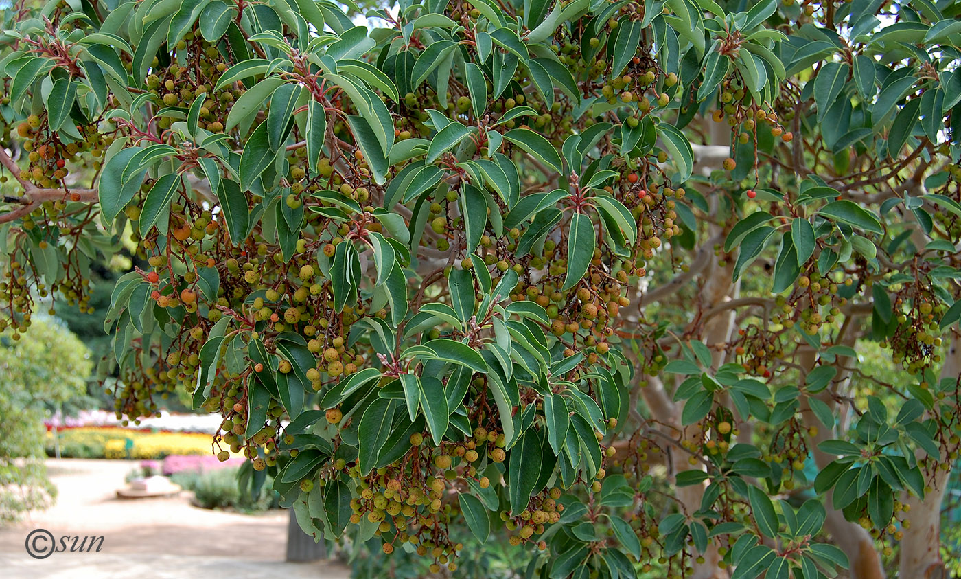 Image of Arbutus andrachne specimen.