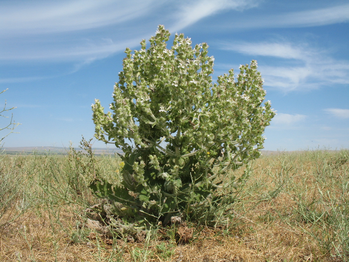 Image of Salvia aethiopis specimen.