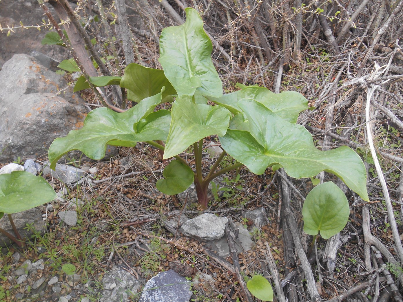 Image of Arum korolkowii specimen.