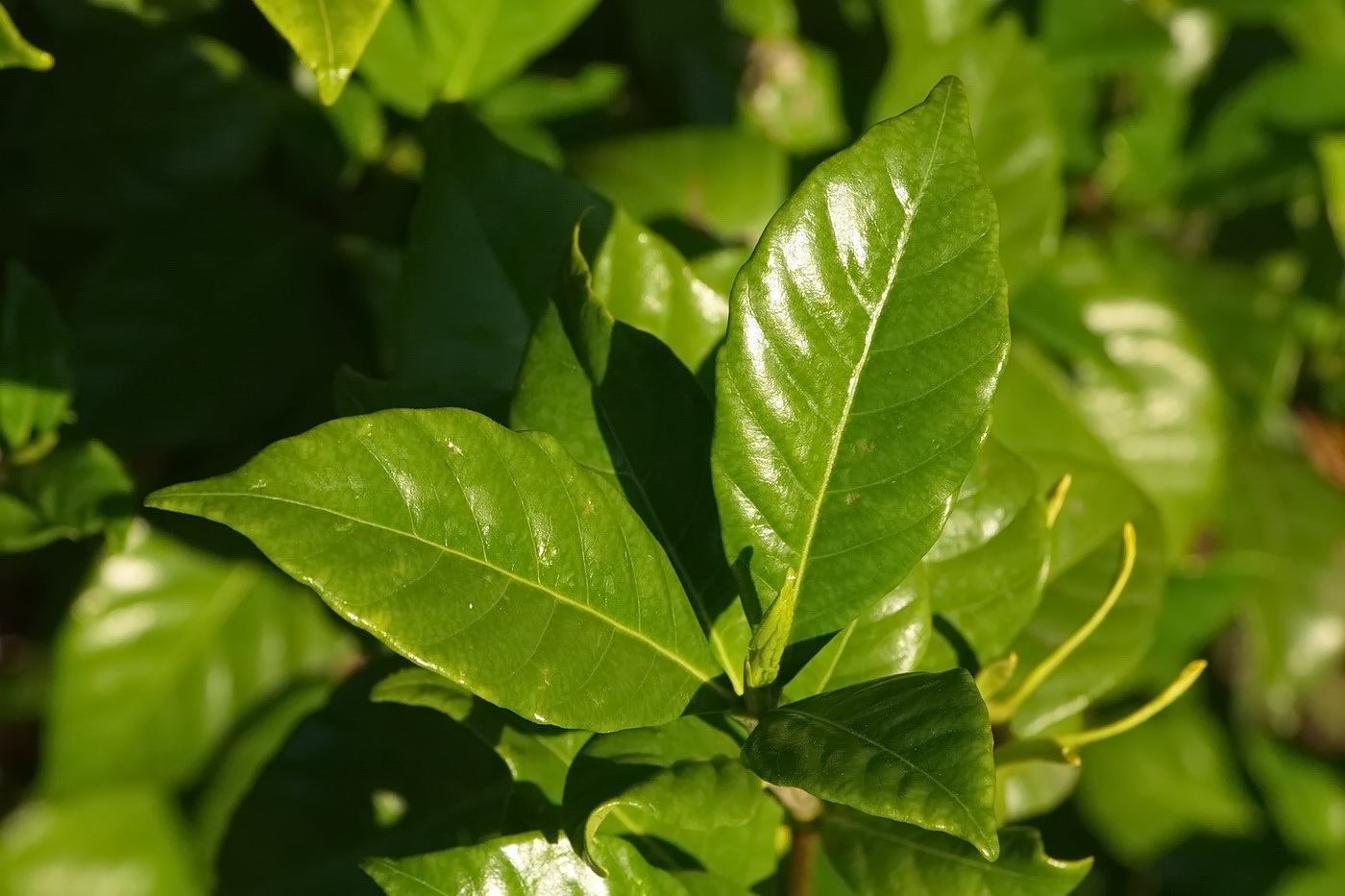 Image of Gardenia jasminoides specimen.