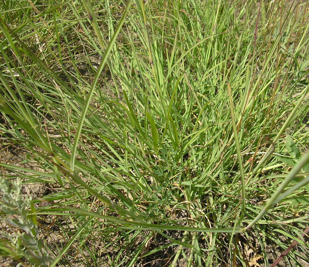 Image of Bothriochloa ischaemum specimen.