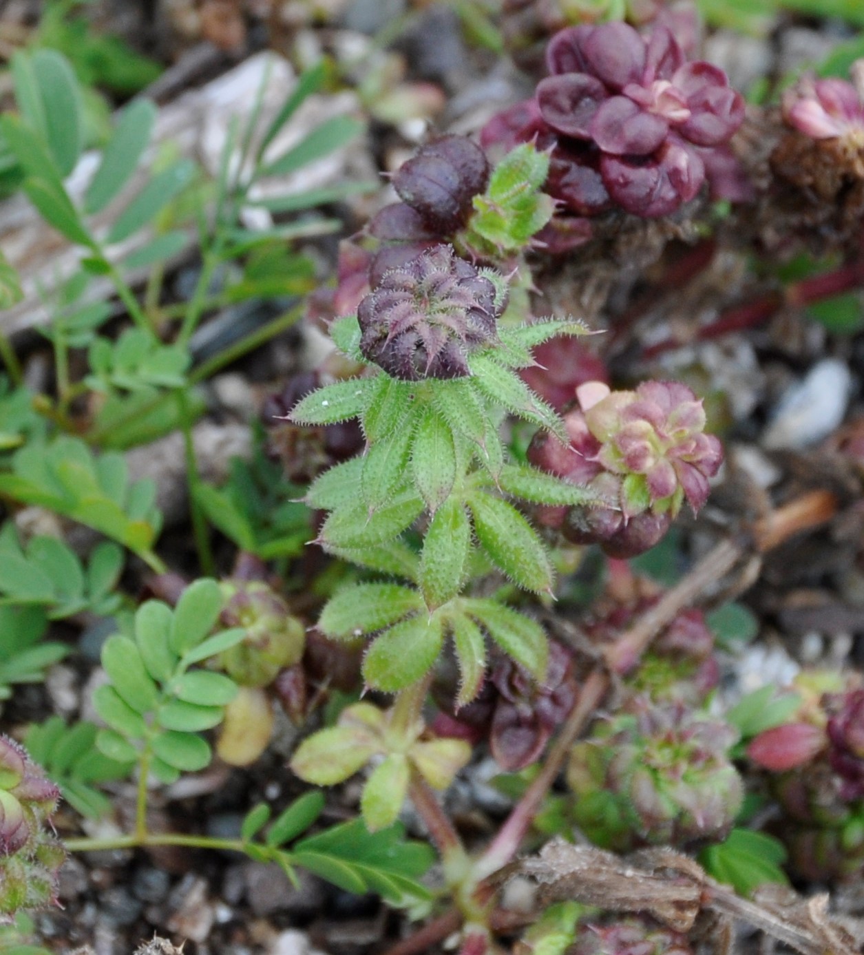 Изображение особи Galium aparine.