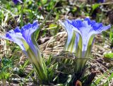 Gentiana grandiflora