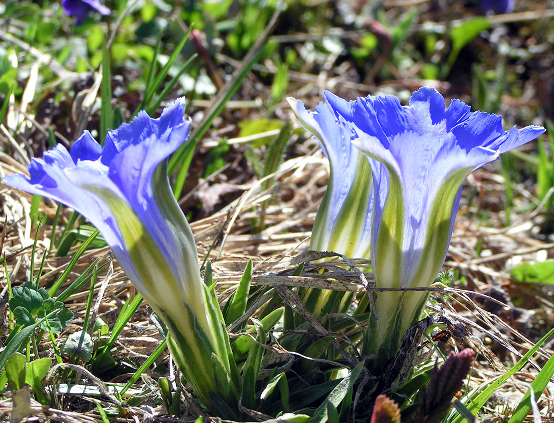 Image of Gentiana grandiflora specimen.