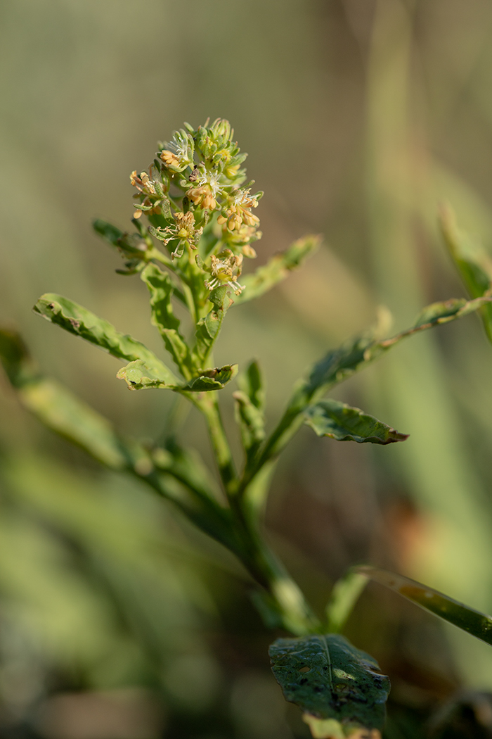 Image of Reseda inodora specimen.