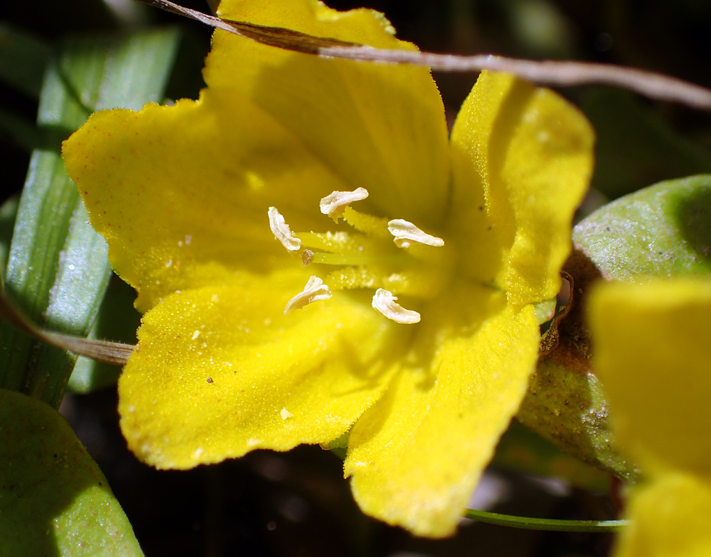 Изображение особи Lysimachia nummularia.