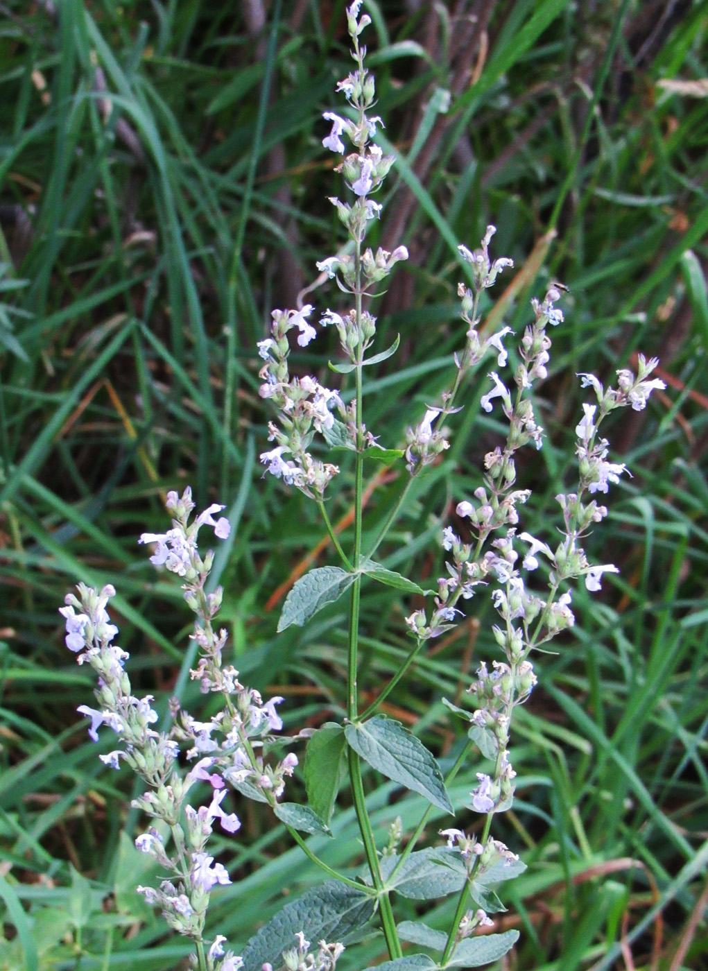 Image of Nepeta nuda specimen.