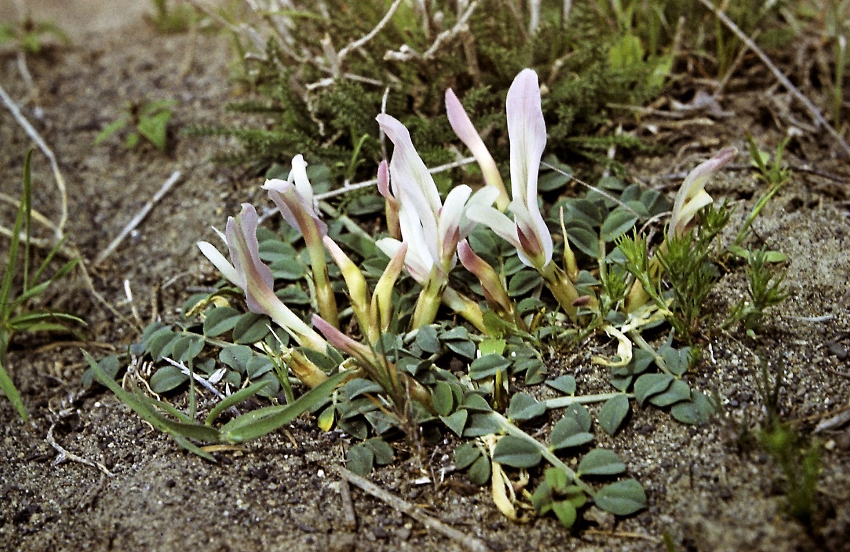 Изображение особи Astragalus paradoxus.