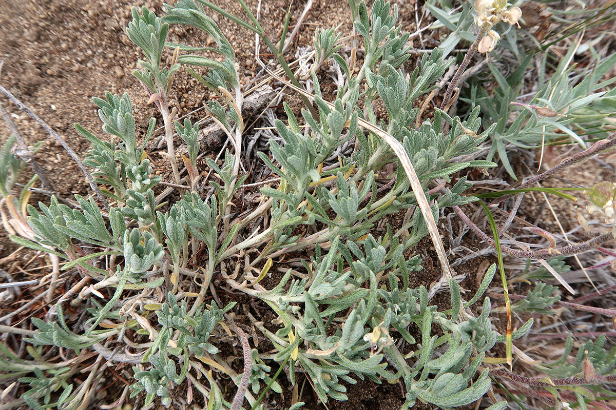 Image of Alyssum lenense specimen.