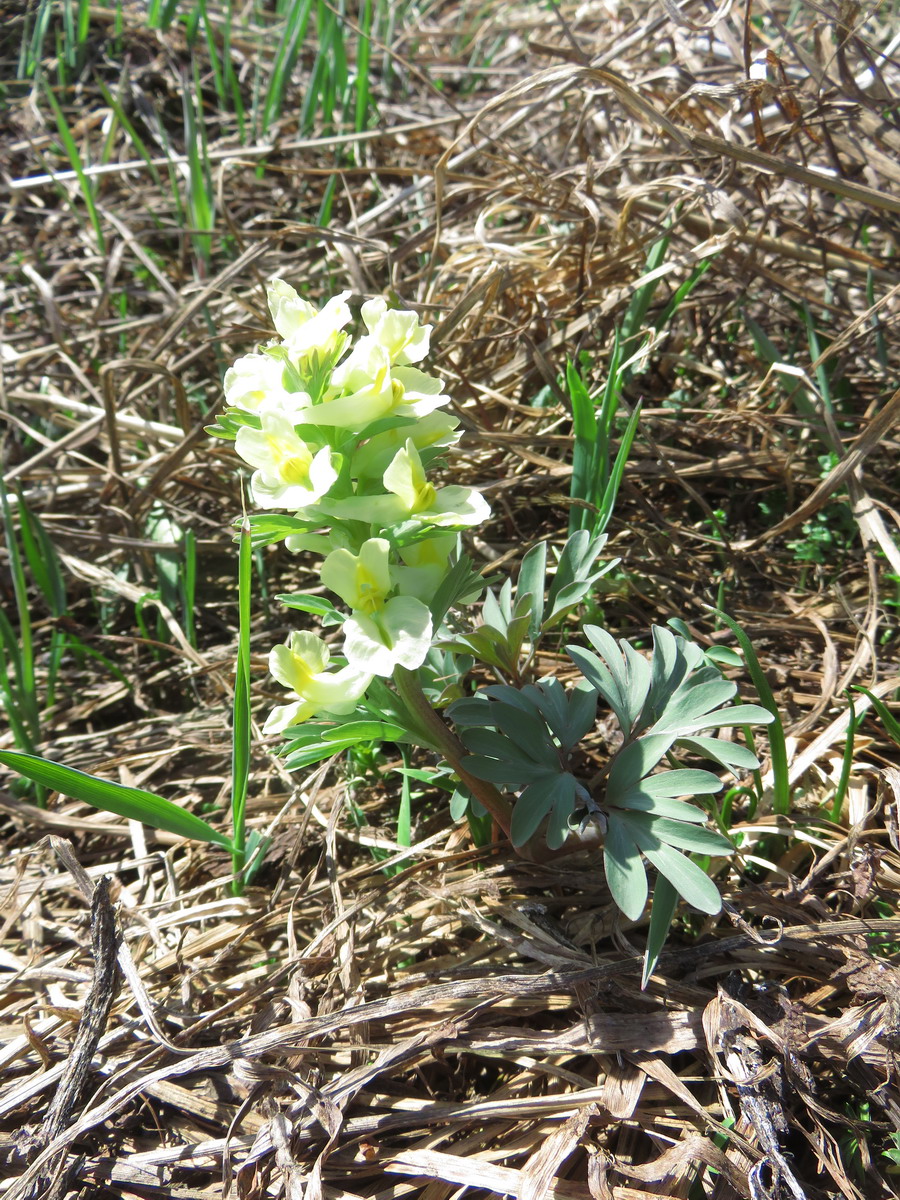 Image of Corydalis bracteata specimen.