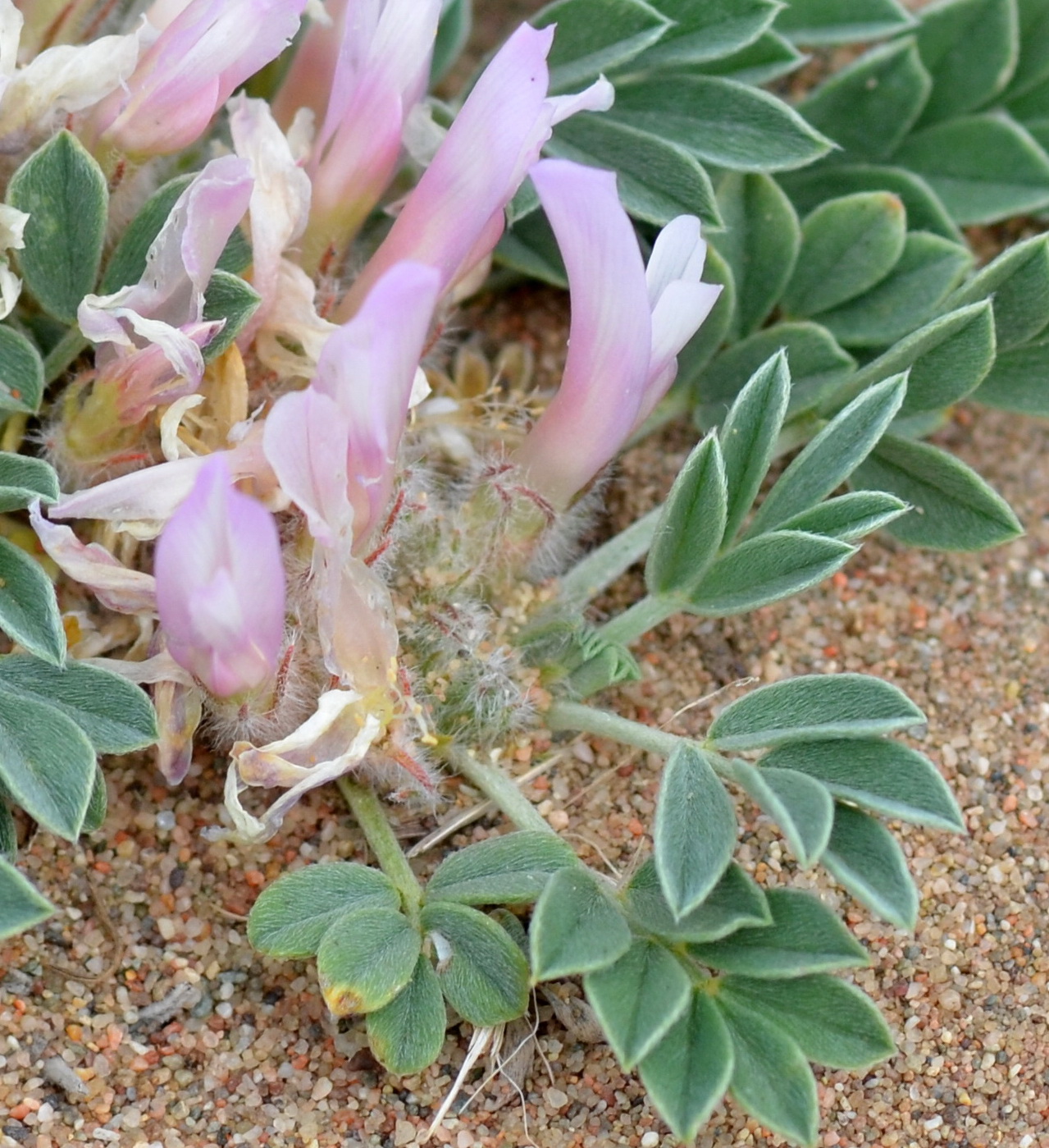 Изображение особи Astragalus borodinii.