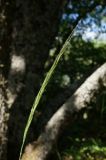 Elymus panormitanus