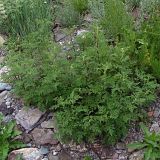 Artemisia stechmanniana