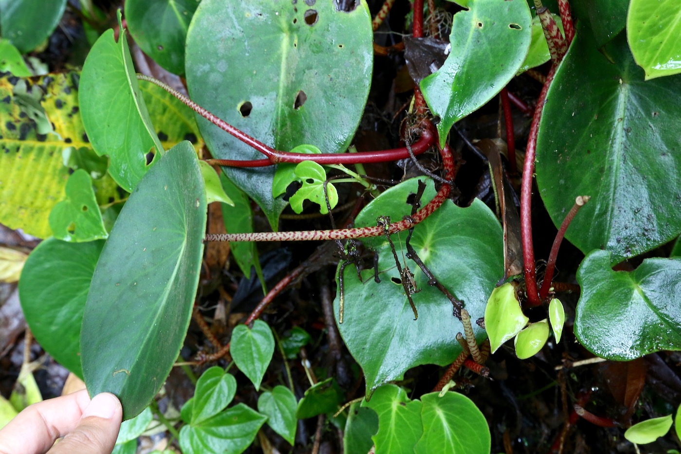 Изображение особи Peperomia choroniana.