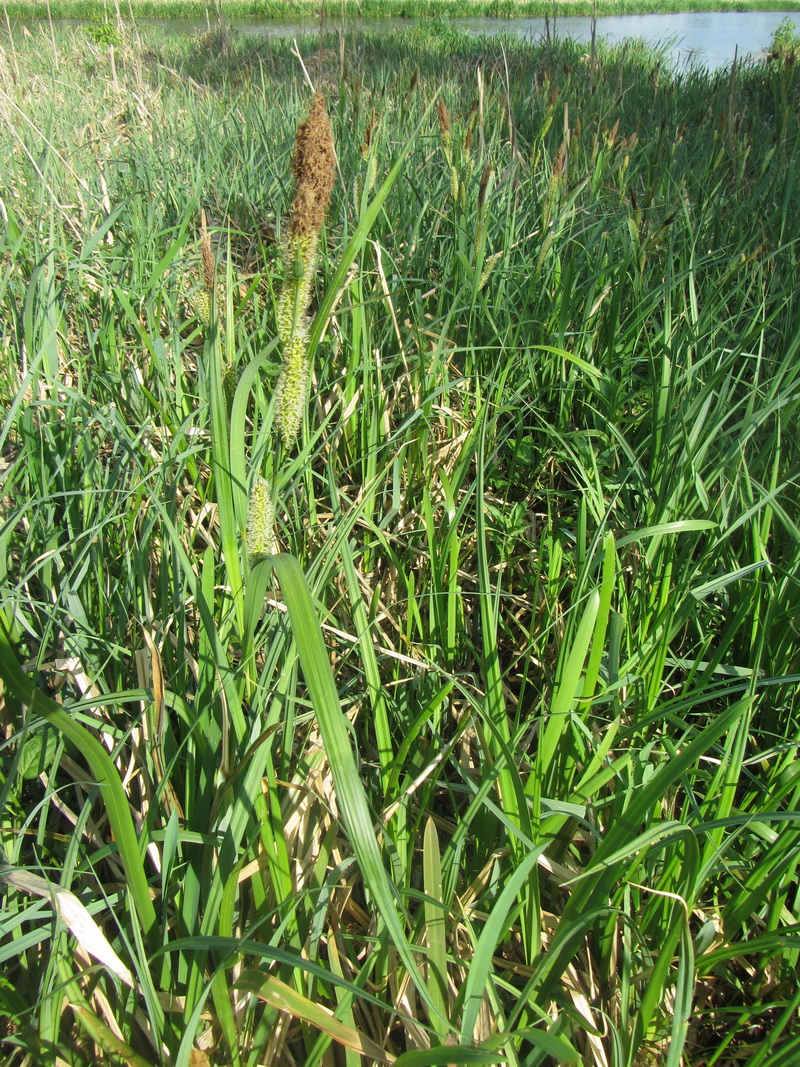 Image of Carex riparia specimen.