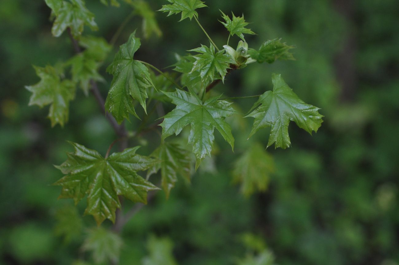 Image of Acer platanoides specimen.