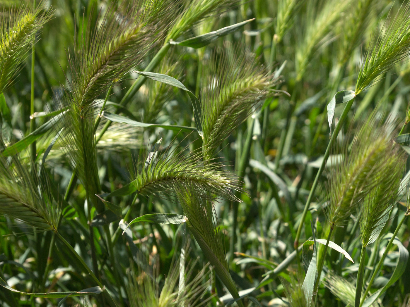 Image of genus Hordeum specimen.