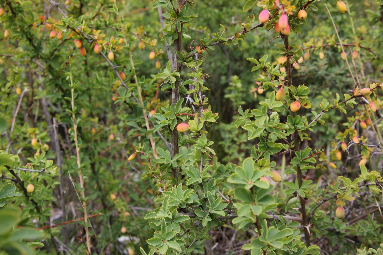 Image of Berberis sibirica specimen.