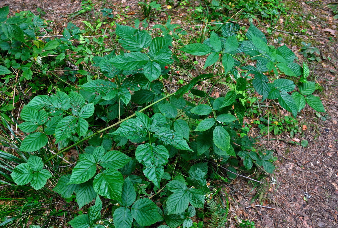 Изображение особи Rubus nessensis.