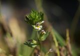 genus Euphrasia. Верхушка цветущего растения. Красноярский край, Среднесибирское плоскогорье, плато Путорана, правый берег р. Глубокая (вытекает из оз. Глубокое). 30.07.2020.