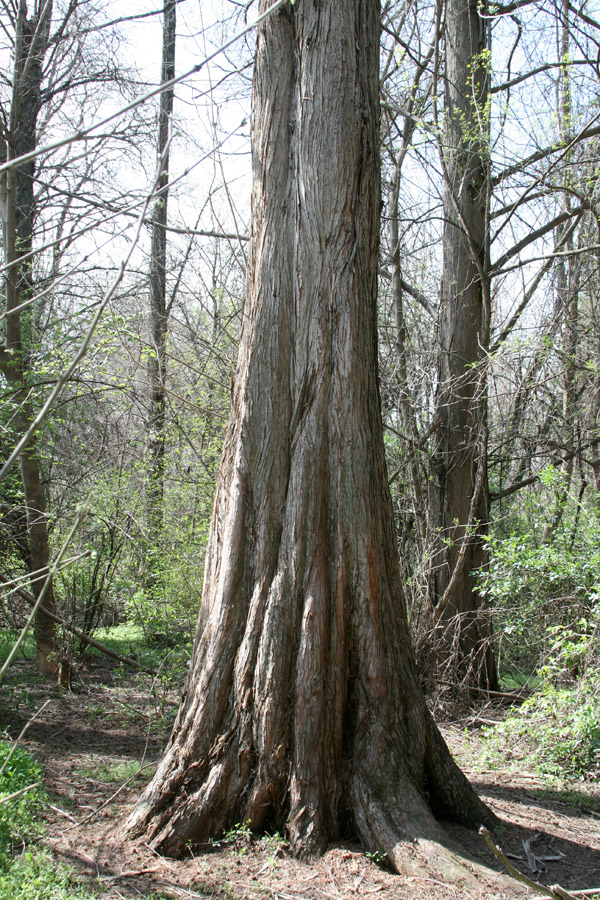 Image of Metasequoia glyptostroboides specimen.