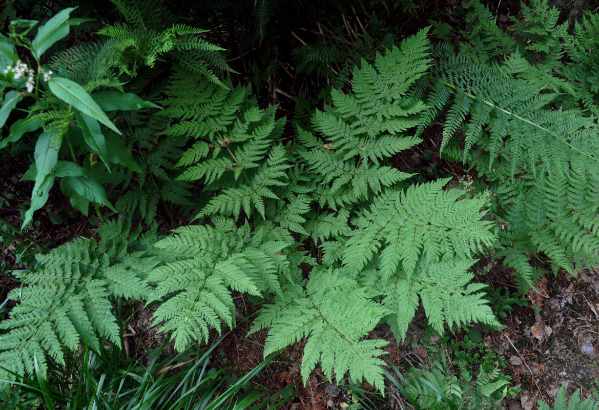 Image of Dryopteris expansa specimen.