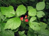 Rubus saxatilis. Верхушка плодоносящего растения. Тульская обл., окр. пос. Дубна, лиственный лес Орехово. 08.08.2006.