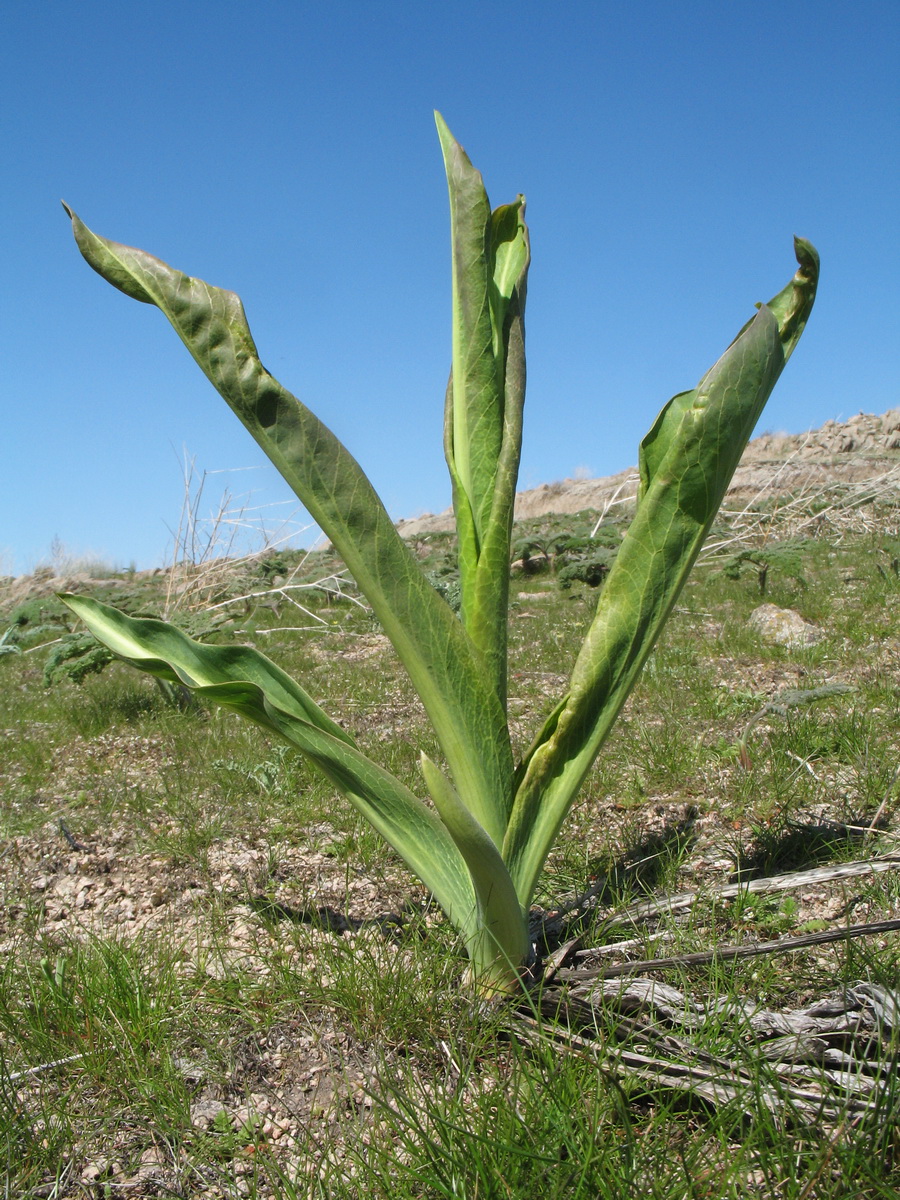 Image of Stubendorffia orientalis specimen.