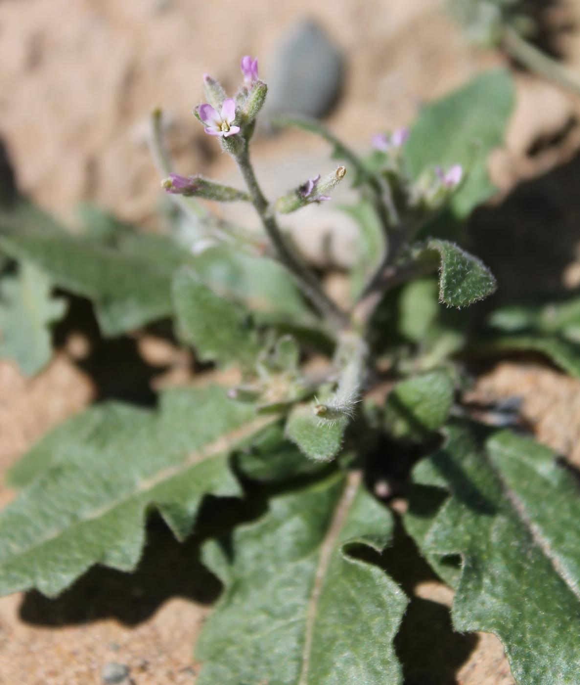 Изображение особи Strigosella africana.