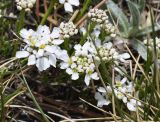 Iberis sempervirens. Соцветия. Испания, автономное сообщество Каталония, провинция Жирона, комарка Рипольес, муниципалитет Сеткасес, окр. курорта \"Вальтер 2000\", ≈2150 м н.у.м., борт ущелья южной экспозиции, поросший кустарником. 01.06.2021.