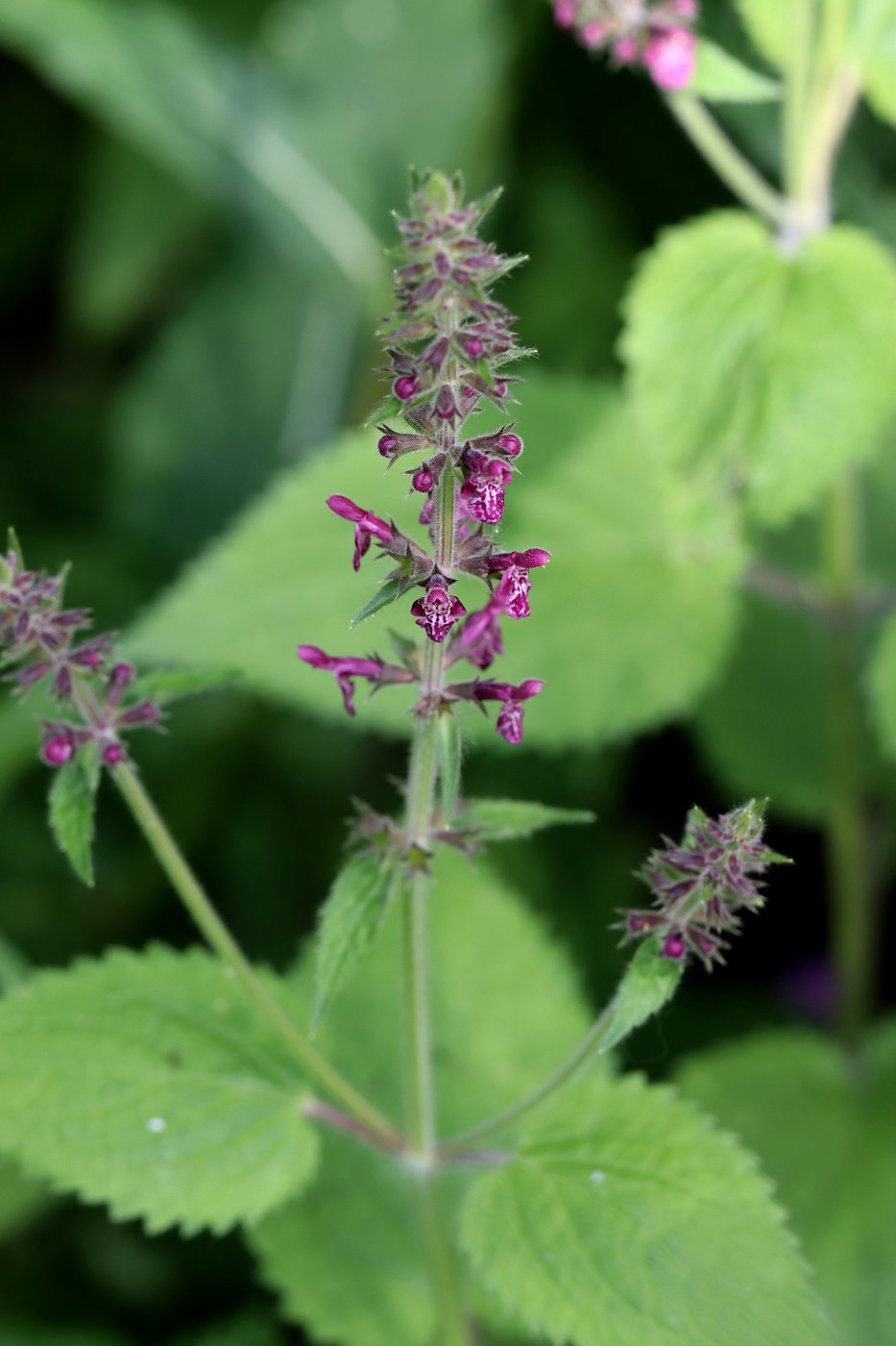 Image of Stachys sylvatica specimen.